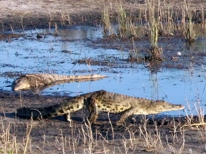 crocodiles Chobe.jpg - Crocodiles à Chobe